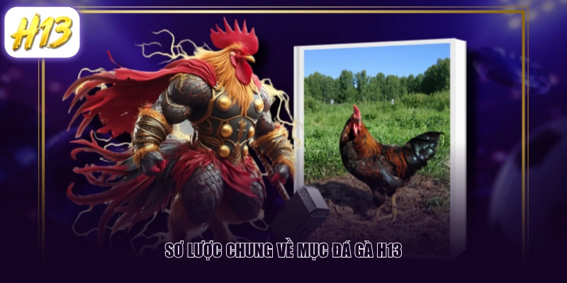 Sơ lược chung về mục đá gà H13